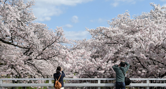 A Guide to Experiencing Cherry Blossom Season Like a Local in Japan