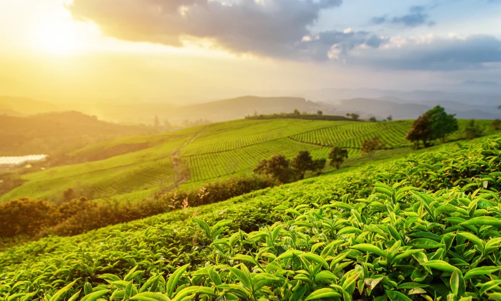 From Farm to Cup: How Japanese Green Tea Is Harvested and Processed