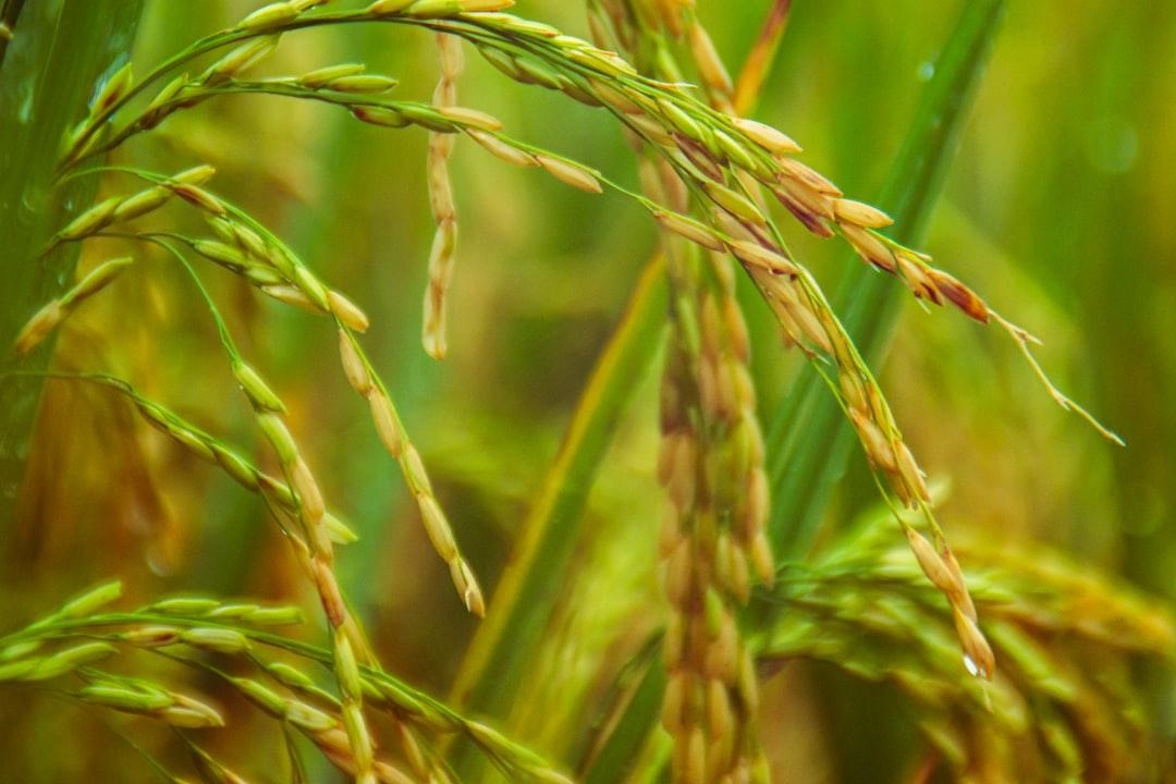 Rice Guide: Varieties, Cultivation & Recipes