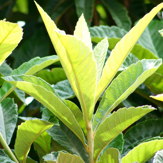 A close up of a plant with green leaves.